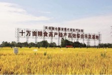攀枝花关于成都商务伴游外围雇用的信息