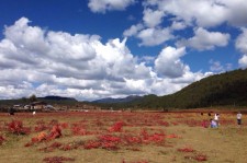 攀枝花旅游去处(暑期最好的旅游去处)